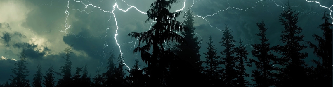 Klimatförändringarnas påverkan på skogen