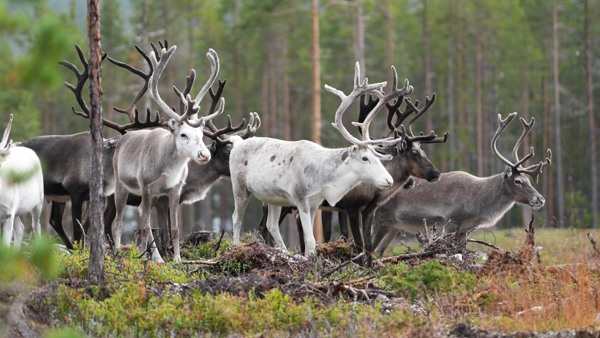 Skogsbruk, renskötsel och klimatförändringen - Grundkurs