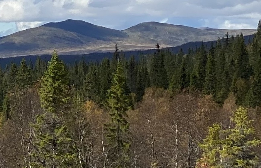 Fika efter information: Skydd av fjällnära skog – nya möjligheter!