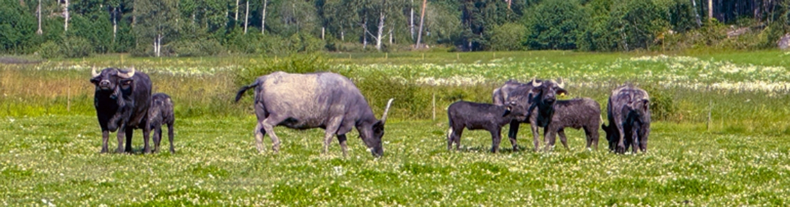 Våtmarksrestaurering med betande djur