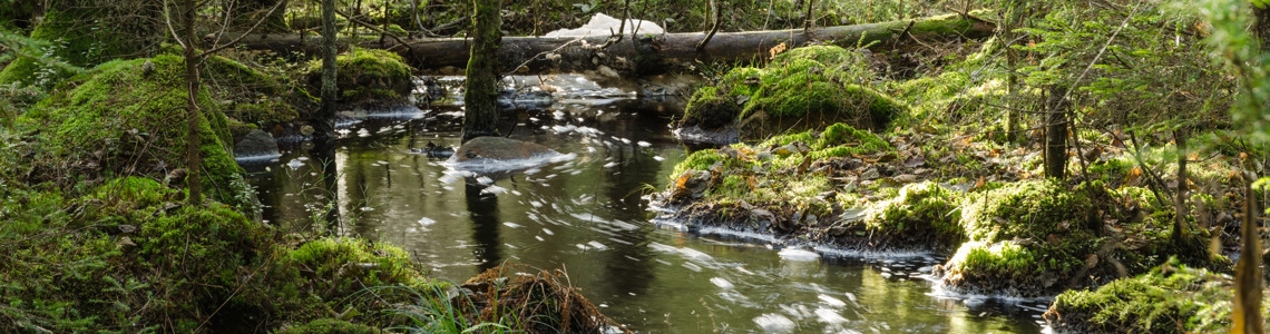 Skogsvattenkartan - Vattnets väg genom landskapet
