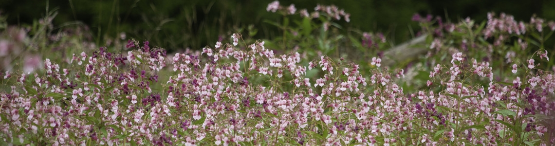 Fika efter information - Invasiva främmande arter