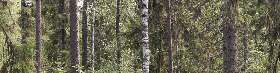 Hyggesfritt skogsbruk i ett förändrat klimat – Torka i Götaland och Svealand