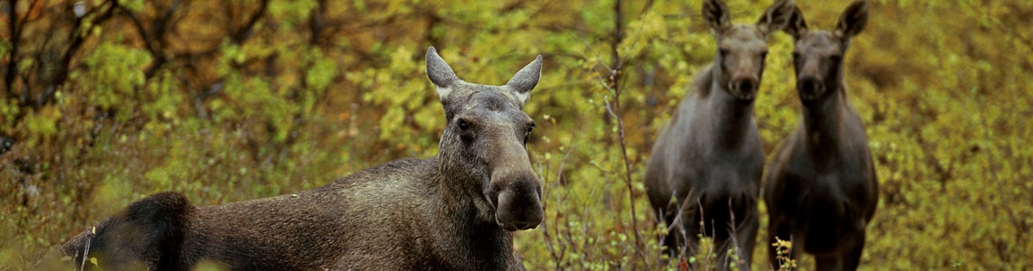 Följ med ut på en återvätt torvmark – Lunchträff från skogen!