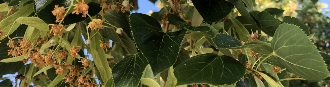 Lindens möjligheter i skogsbruket