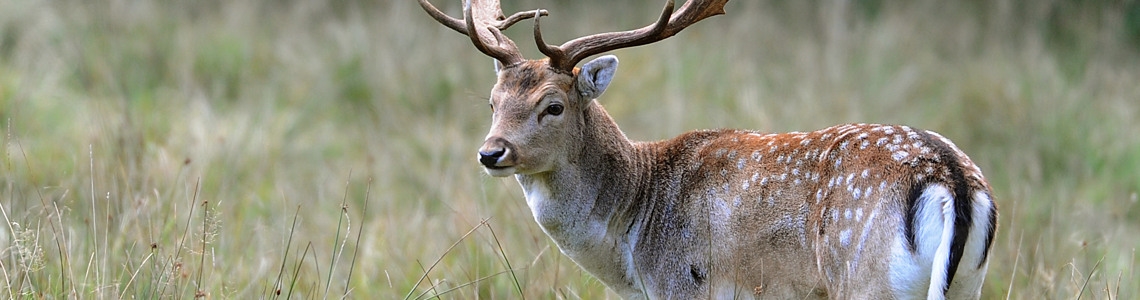 Skog och vilt i balans – med fokus på dovhjort