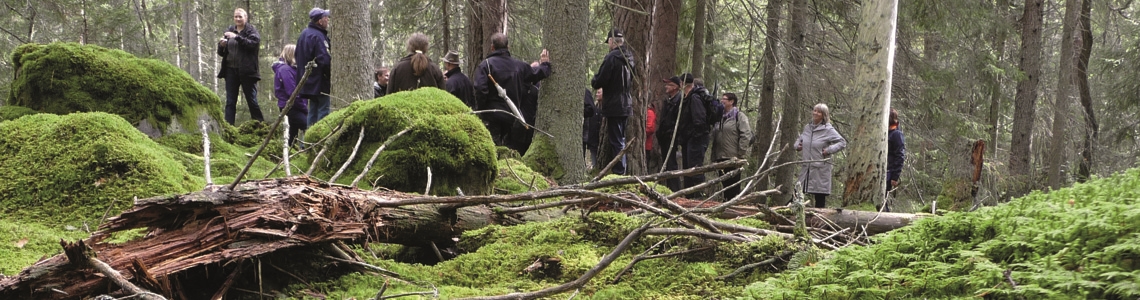 Är hyggesfritt lösningen för den biologiska mångfalden?