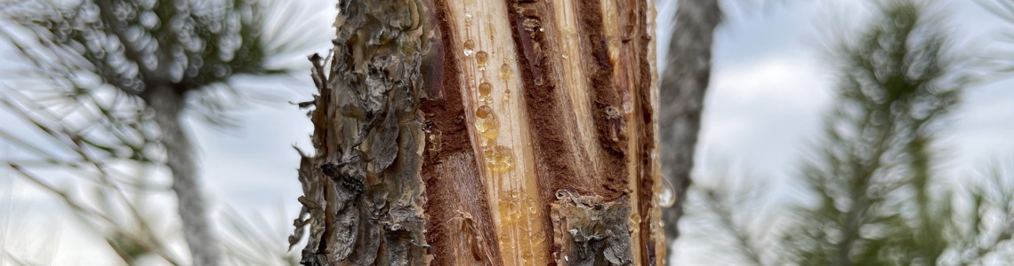 Resultat av Äbin 2026 för Svealand