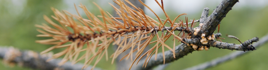 Skogsträff om törskate och älgskador