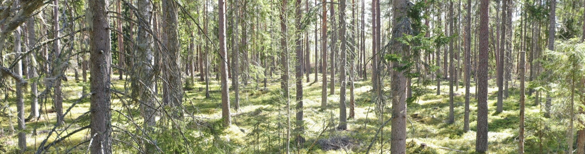 Hyggesfritt skogsbruk - Överhållen skärm