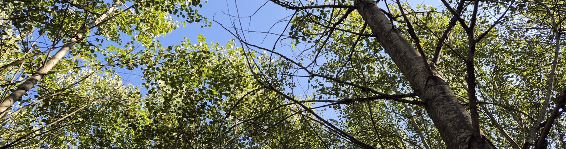 Skogsträff om Nokås, stöd till natur- och kulturmiljövårdsåtgärder i skogen