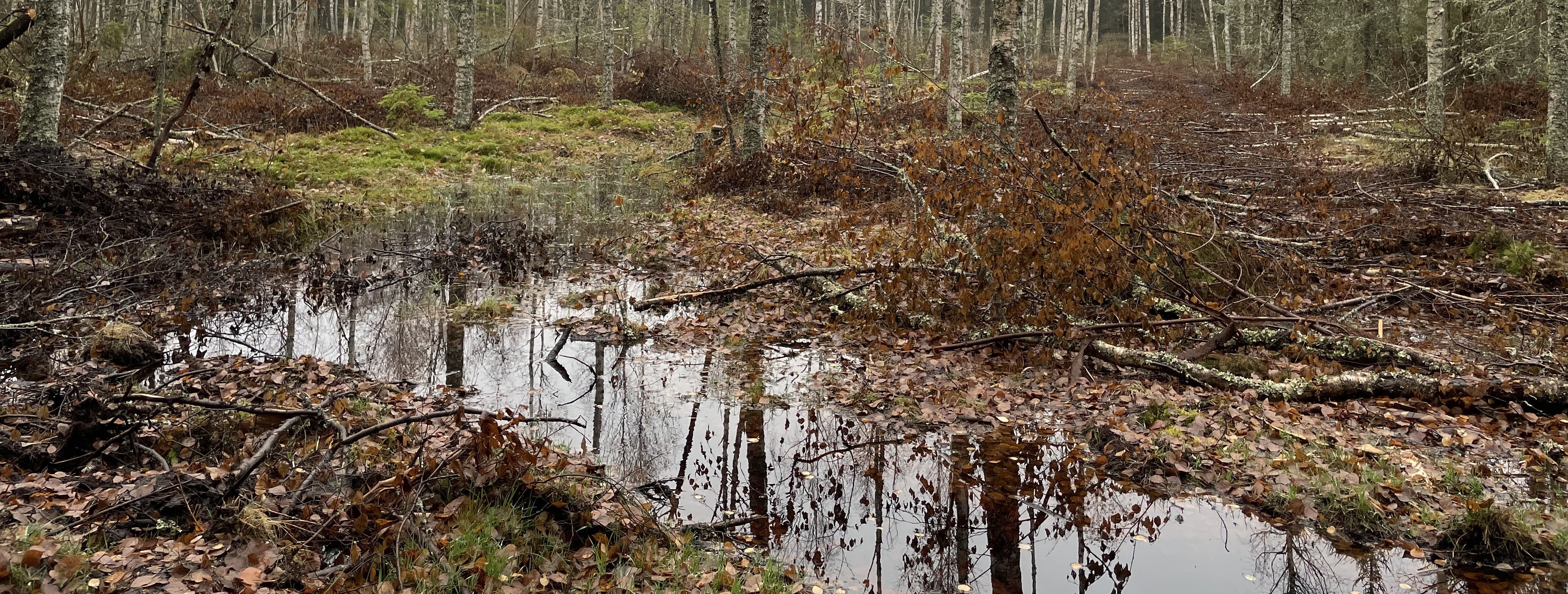 Återvätningsområde på Nässjö kommuns fastighet Gamlarp 1:10 Dikena är vattenfyllda efter dessa har pluggats i september 2022.