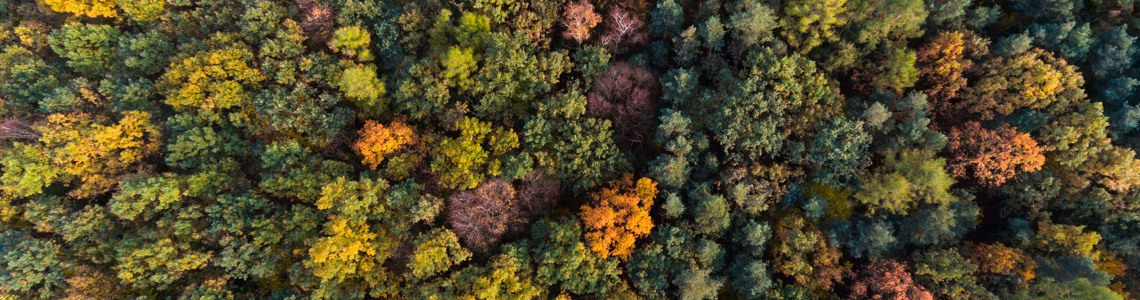 Drönarbild över höstskog