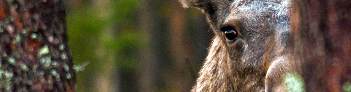 Älgko bakom träd tittar in i kameran