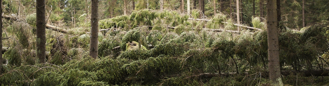 Stormfälld skog efter stormen Gudrun 2005