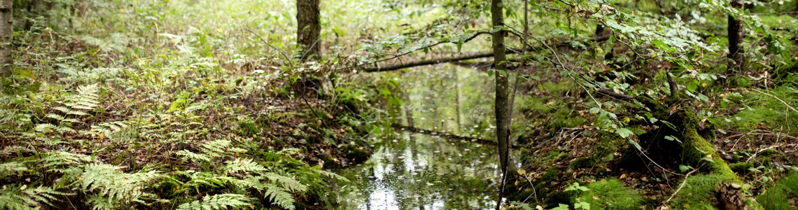 Skogsbäck i lövskogsmiljö.