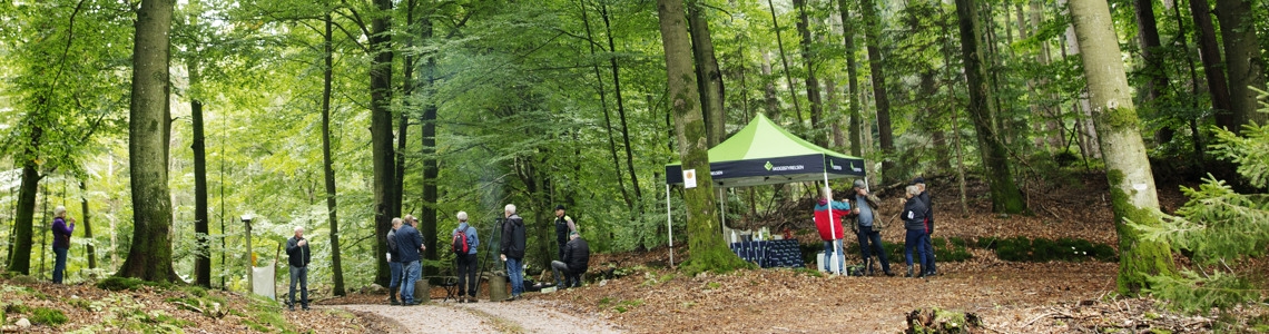 En grupp människor syns långt bort i den lummiga lövskogen. En slingrande skogsväg syns i förgrunden.