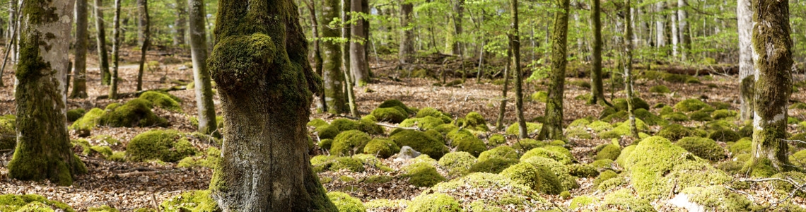 Bokskog med mossbevuxna stenar.