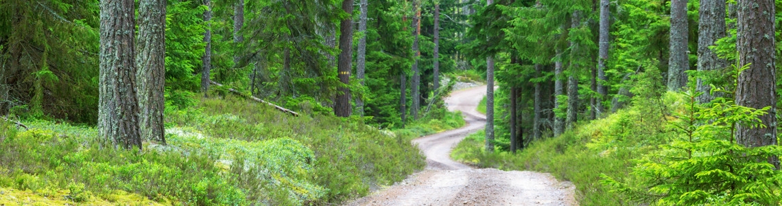 Slingrande skogsbilväg