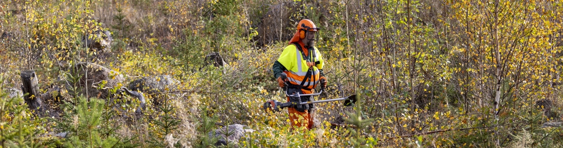 Röjare i ungskog