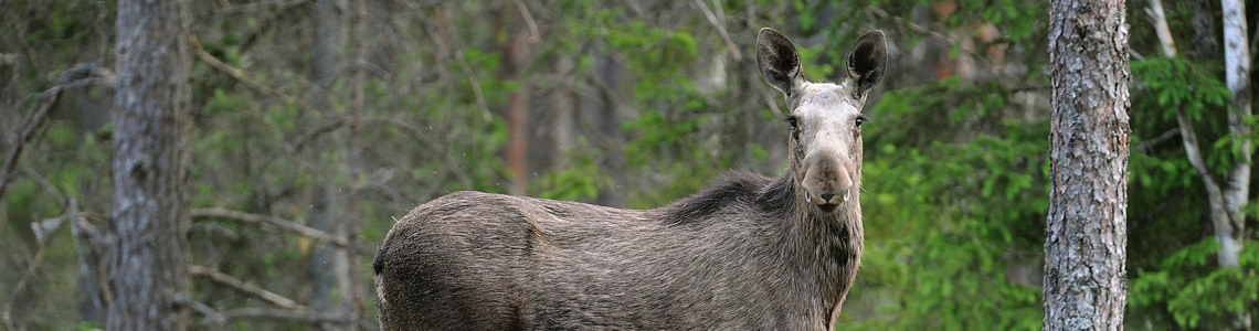 Älg i skog
