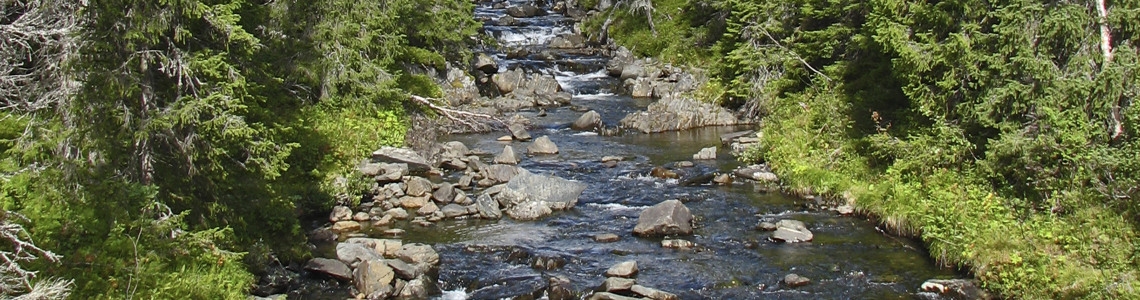 Fjällbäck som rinner genom den fjällnära barrskogen.