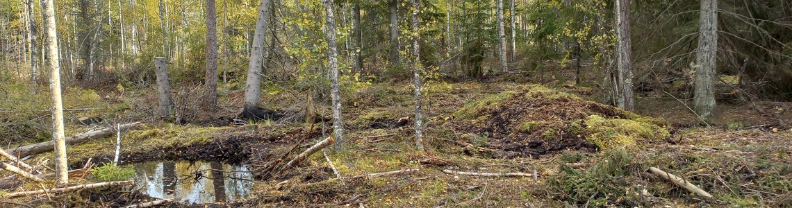Återvätning