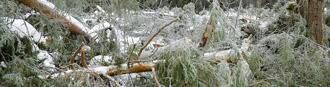 Stormskadad skog under ett lätt snötäcke.