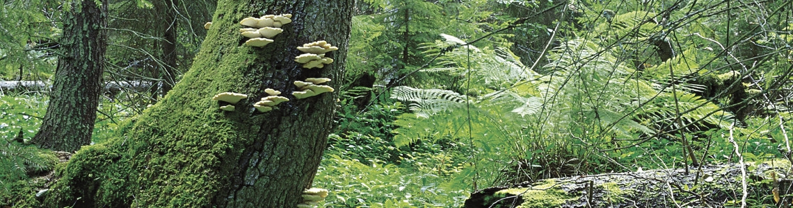 Trådticka på granhögstubb