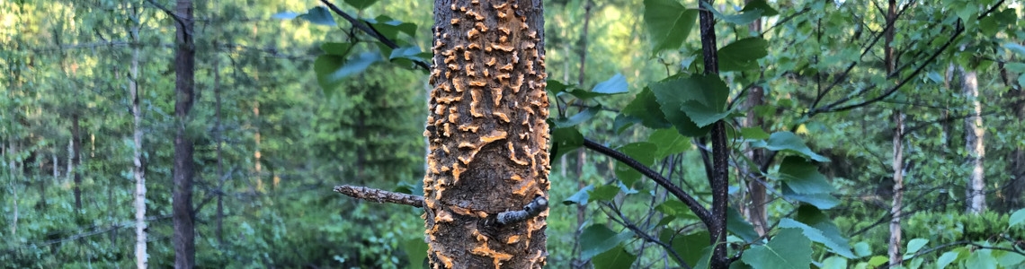 Angrepp av Törskatesvamp